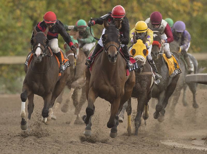 Horses running into the final stretch